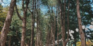9월 햇살이 비치는 고요하고 푸른 숲속 산책로