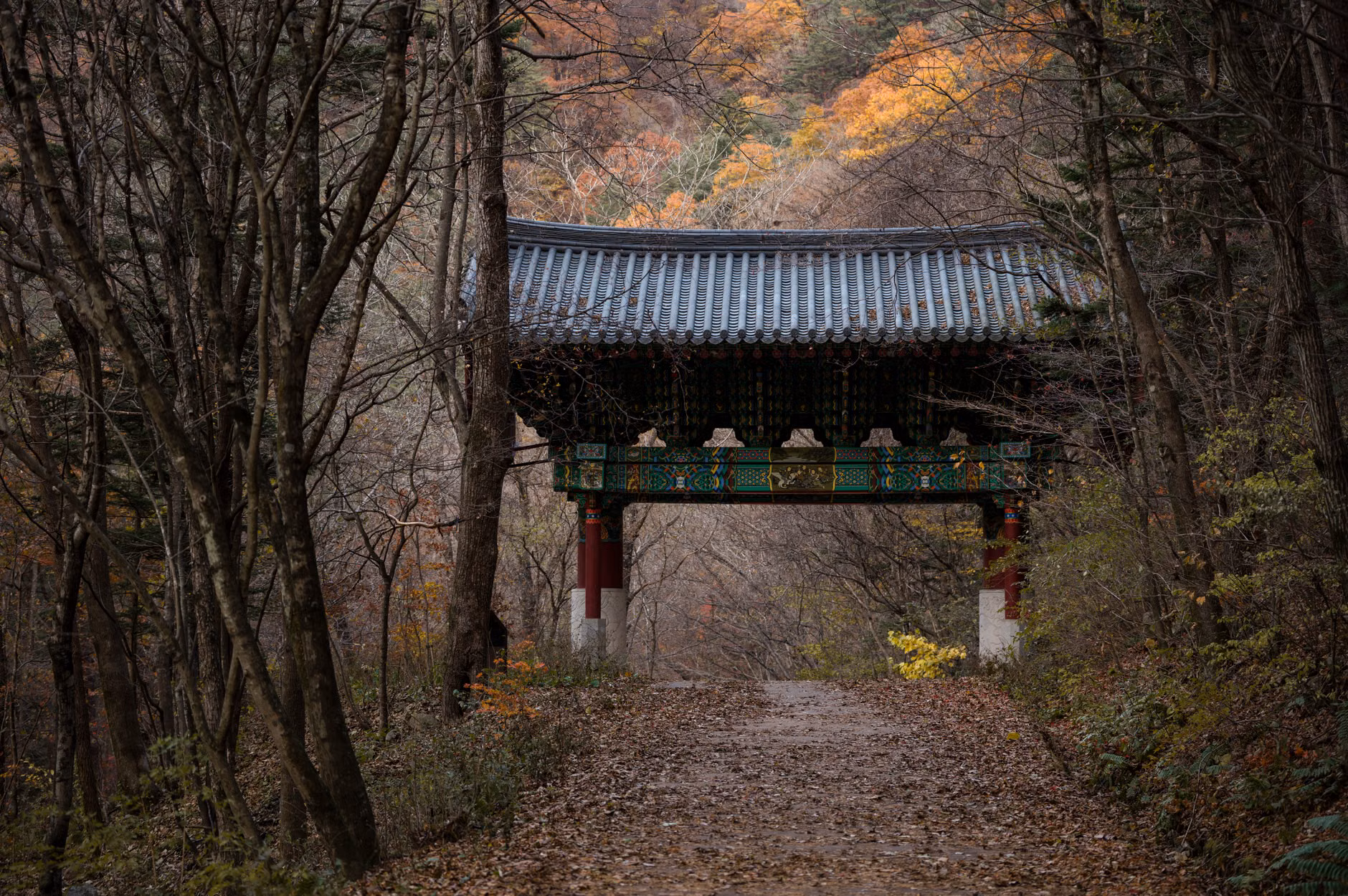 단풍 사이로 보이는 불국사 다보탑의 모습