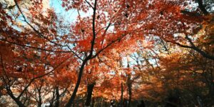 문경새재의 아름다운 가을 단풍과 산책로 풍경