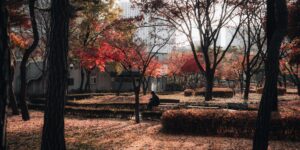 11월 경주 단풍이 내려앉은 고즈넉한 사찰과 공원의 풍경